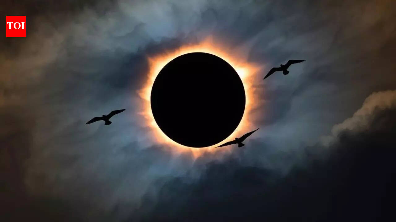 First solar eclipse of 2026: What happens to wildlife during a solar eclipse; animal behaviour explained
