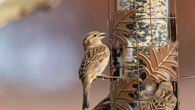 This is why one must feed Sparrows as per Astrology