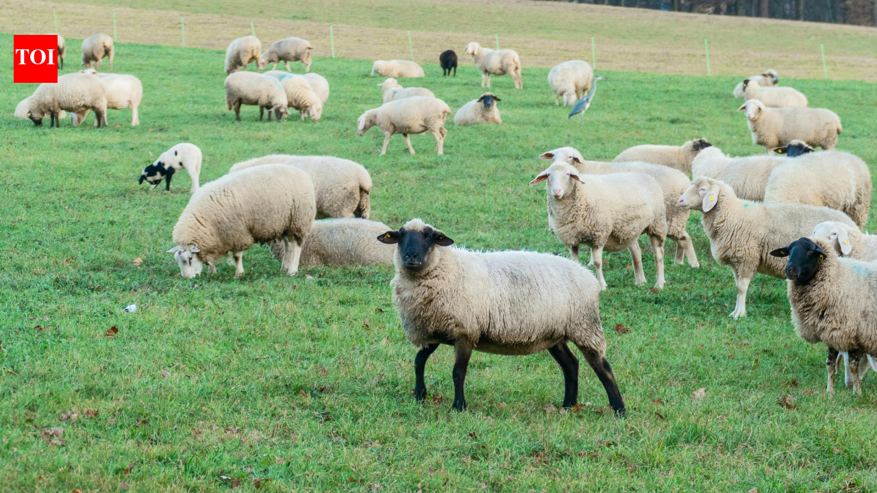 Why Australia is spreading sheep’s wool on barren land to save soil