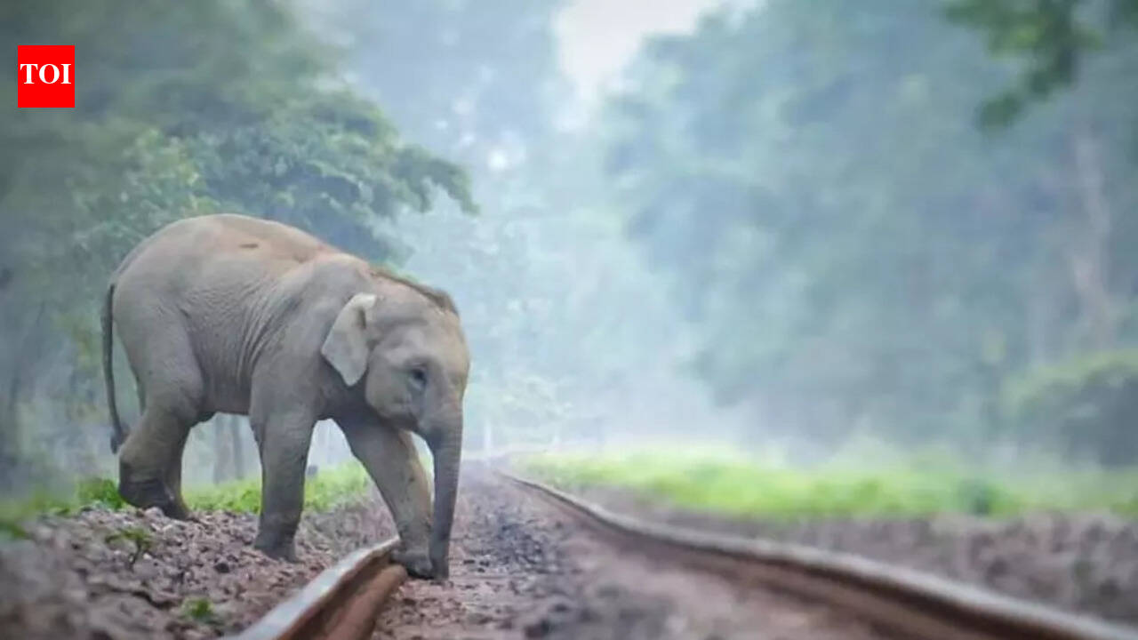 Elephant succumbs to injuries after being hit by train; Other elephants block tracks, causing major delays