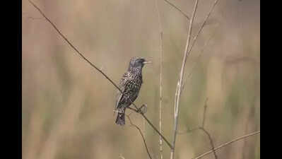 Global bird count: At 518, Bengal tops India species list; 4th year in a row