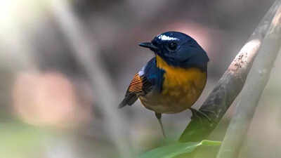 Global bird count: At 518, Bengal tops India species list; 4th year in a row