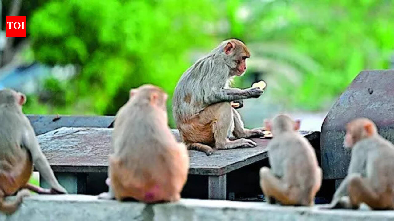 No plan for monkey sterilisation, says J&K govt amid outrage over massive crop damage
