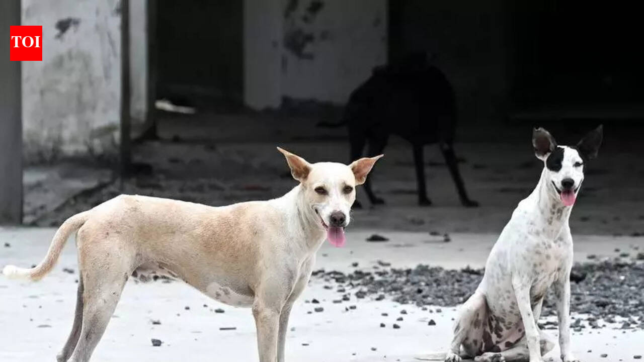 Greater Bengaluru Authority claims stray dog adoptions on rise after its welfare drive