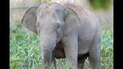 Showcause notice on Baliguda forest officer over elephant death probe