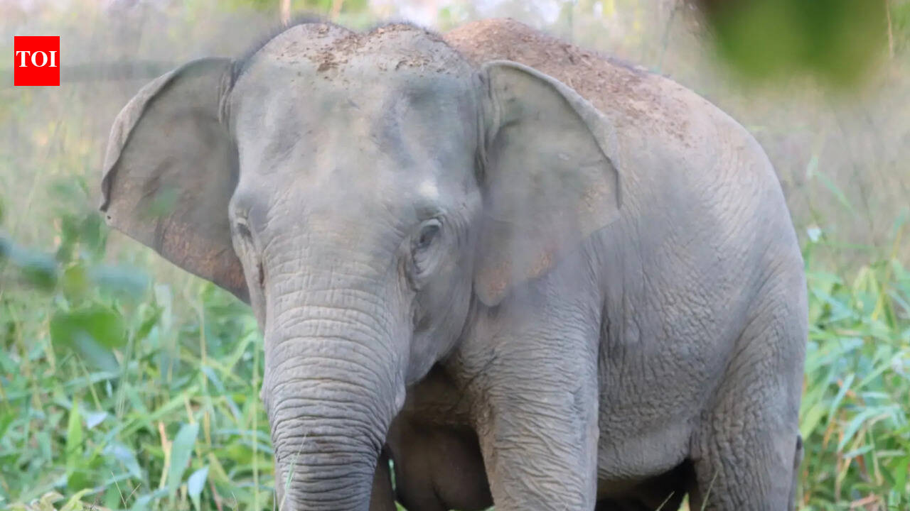 Showcause notice on Baliguda forest officer over elephant death probe