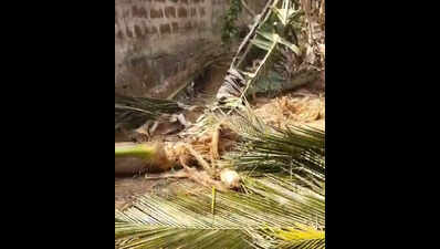 Tusker strays from Chandaka, damages properties