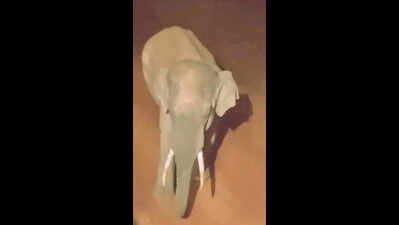 Tusker strays from Chandaka, damages properties