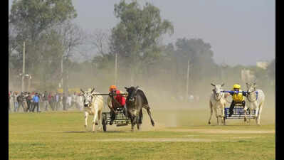 At Kila Raipur, hooves thunder after 12 years of silence