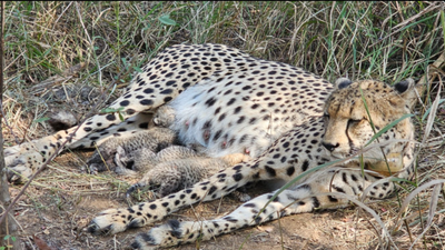 Kuno National Park: Cheetah population grows to 38 as Gamini gives birth to 3 cubs, boosting Project Cheetah