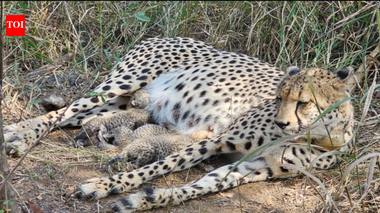 Kuno National Park: Cheetah population grows to 38 as Gamini gives birth to 3 cubs, boosting Project Cheetah
