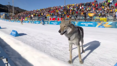  Dog gatecrashes Olympic sprint, crosses finish line - watch