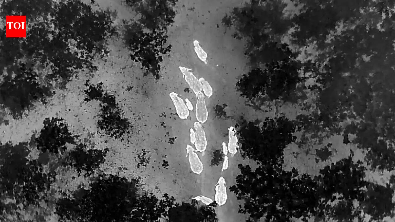 Chhattisgarh deploys thermal drone to track elephants, curb human-elephant conflict