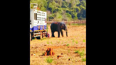 Aggressive wild tusker darted, relocated to Satkosia