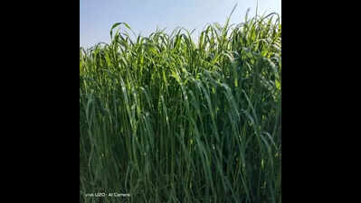 PAU strengthens fodder security with national release of 3 oat varieties