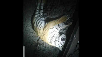 Sub-adult male tiger killed after hit by train near Nagpur