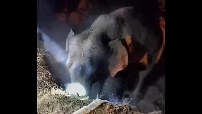 Jumbo feat: Villagers, foresters join hands to pull out elephant calf from a 20-ft well