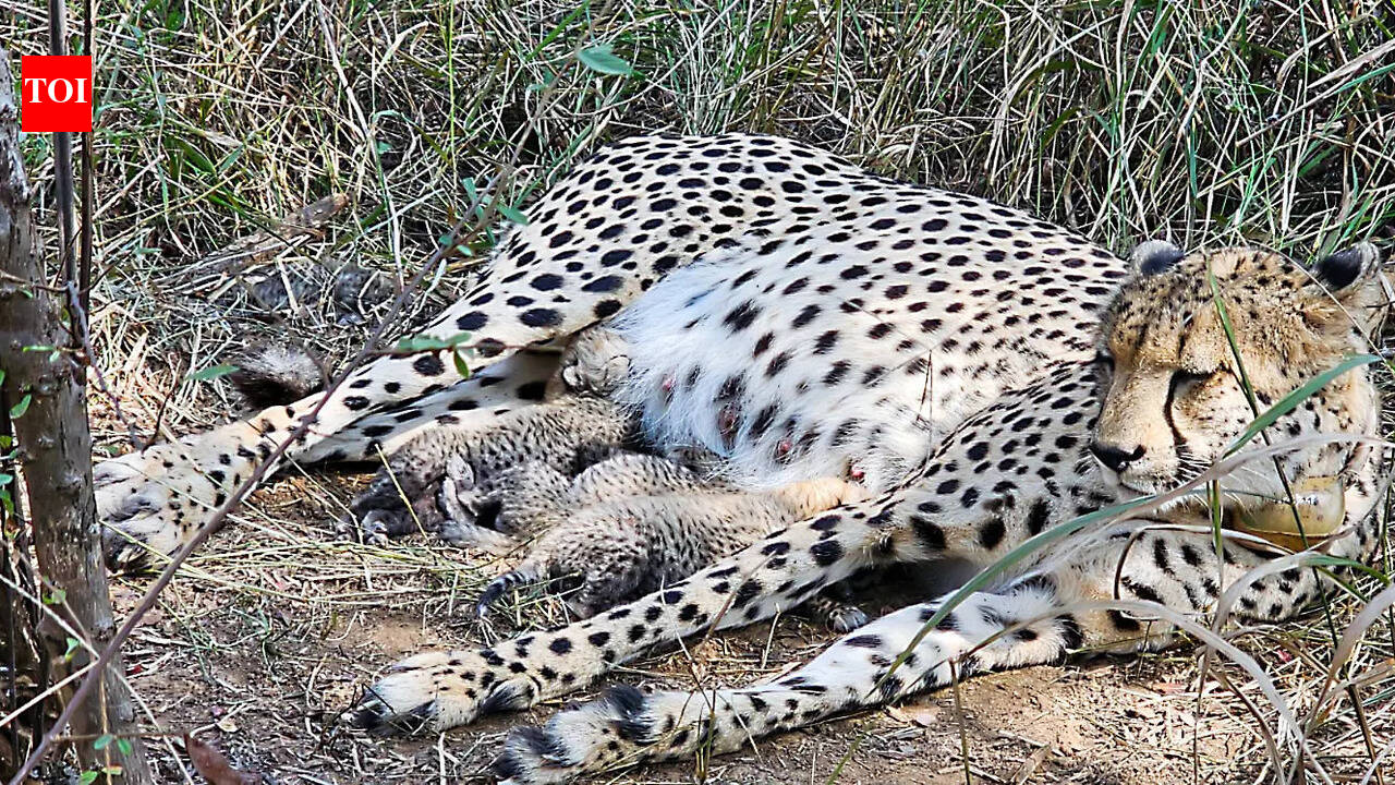 3 more cheetah cubs born in Kuno