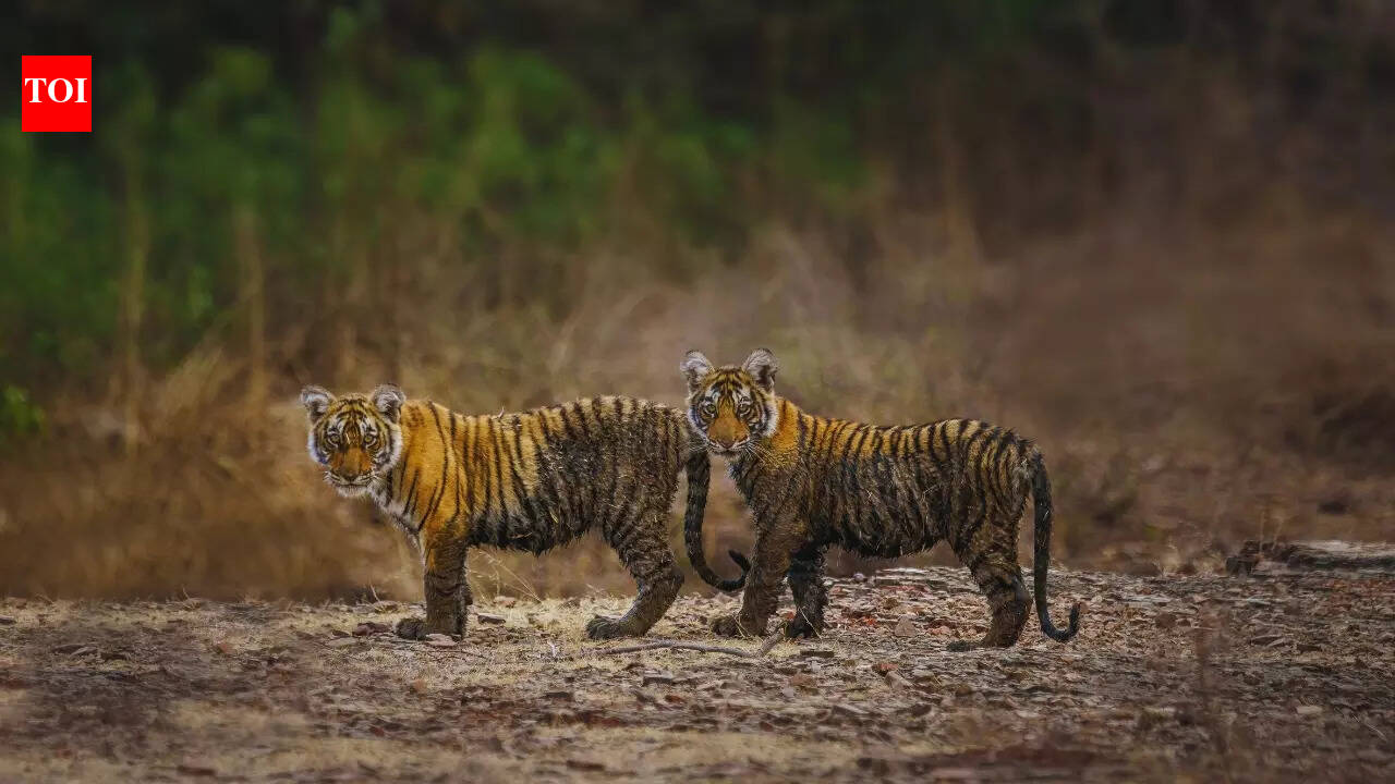 Ranthambore National Park: 5 important things to do when visiting Ranthambore National Park
