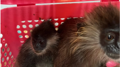 Indian traveller tries to smuggle two endangered monkeys worth INR 2.9 lakh from Bangkok: Here’s what happened next