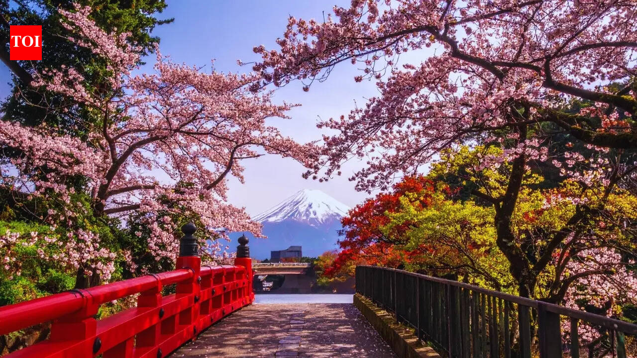 Japan Cherry Blossom: Why is everyone obsessed with Japan’s cherry blossom season: Best places to see them | - The Times of India