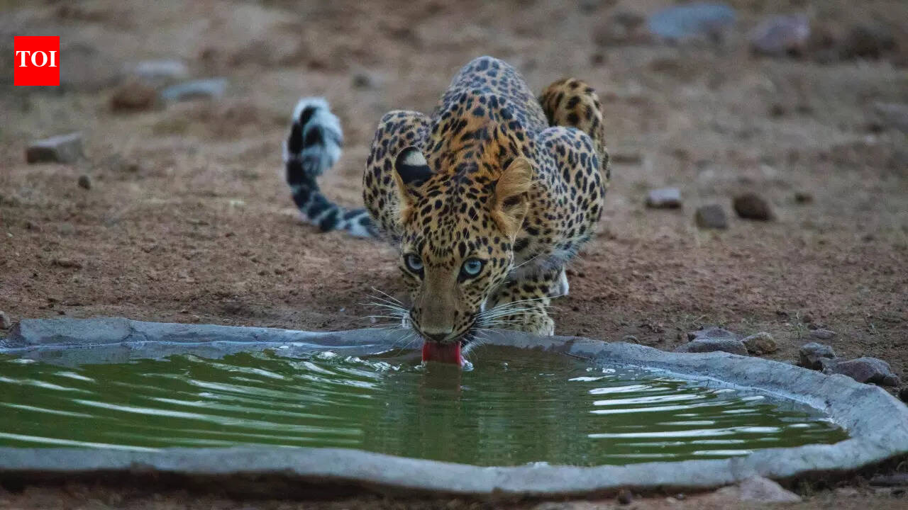 What’s it like to visit Jhalana Leopard Safari Park in Rajasthan?