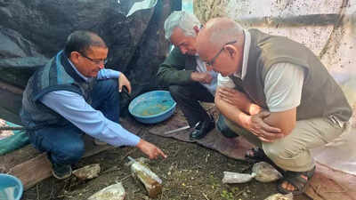 Researchers develop artificial cultivation of morel mushrooms in Haldwani