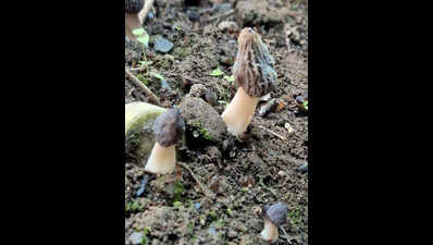 Researchers develop artificial cultivation of morel mushrooms in Haldwani
