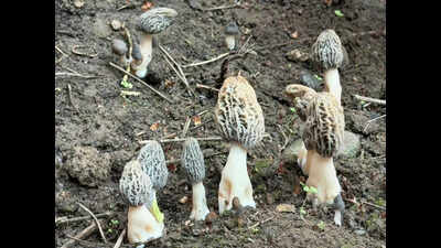 Researchers develop artificial cultivation of morel mushrooms in Haldwani