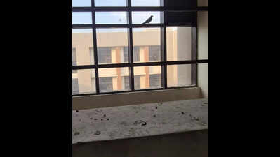 Ludhiana residents cage homes with nets as pigeon menace soars