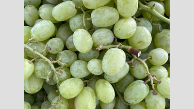 Crowd loots grapes after truck topples into Darbhanga river