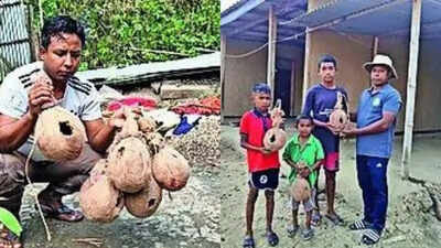 Dodging bullets to save sparrows in strife-torn Manipur