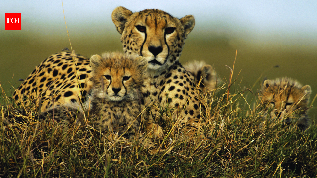 Kuno National Park in 2026: Where India’s cheetah comeback is unfolding in real time as cheetah populatio