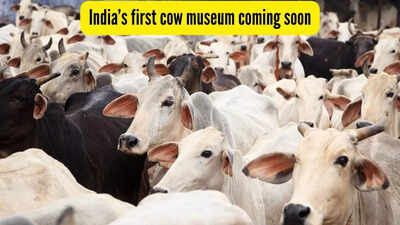 India to get its first Cow Culture Museum in Mathura, Uttar Pradesh; know all about it