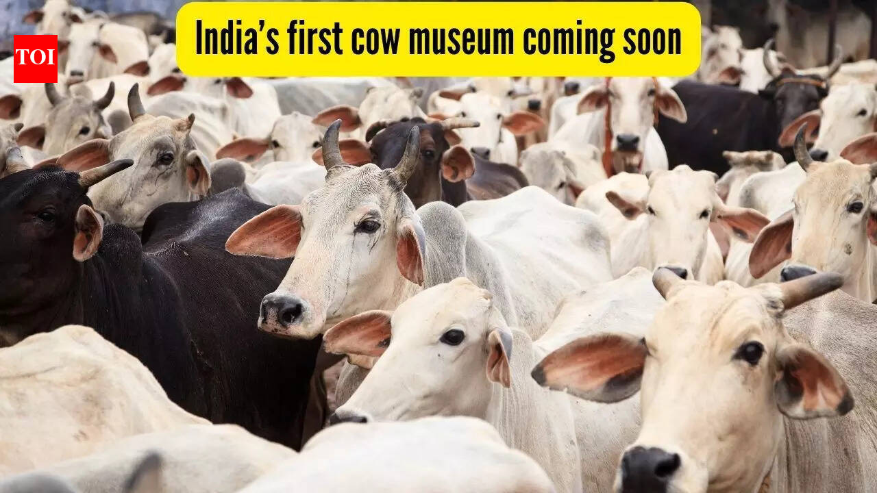 India to get its first Cow Culture Museum in Mathura, Uttar Pradesh; know all about it