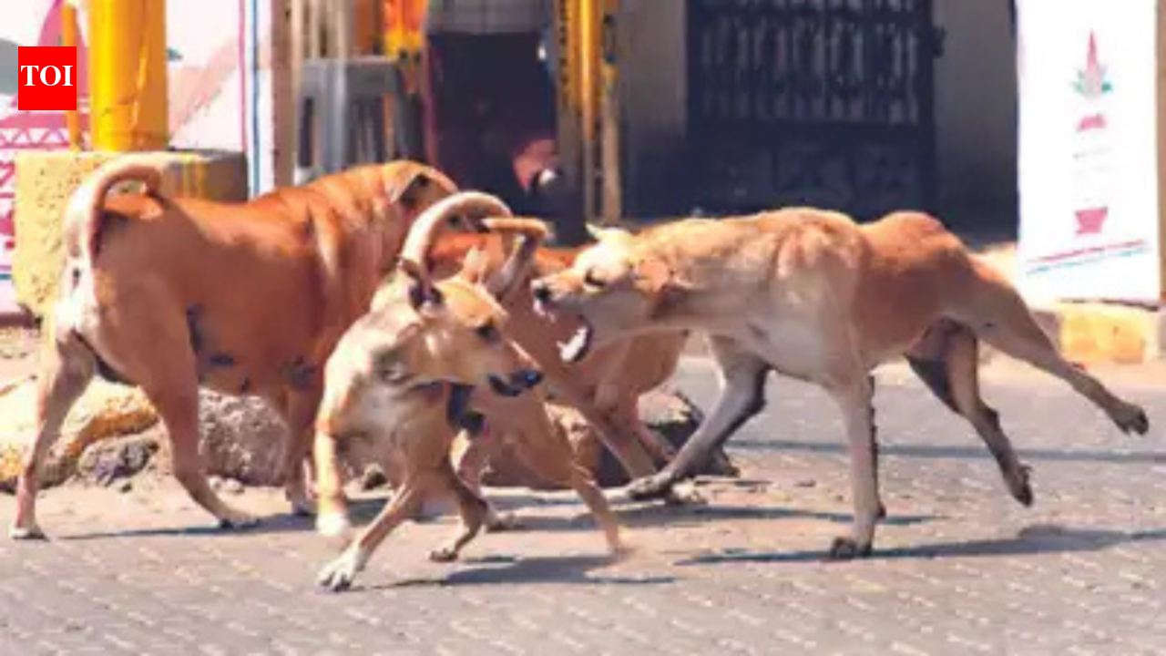Why stray dogs are being killed in Morocco before the 2030 FIFA World Cup
