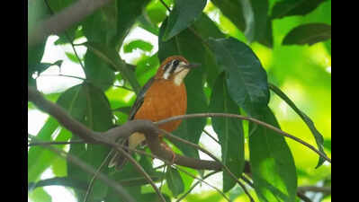 58 bird species recorded on Yenepoya varsity campus