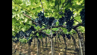 Grape growers seek law against cheating