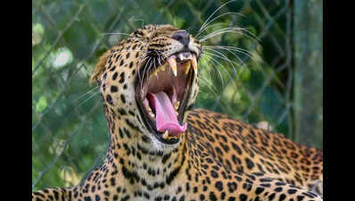 Leopard kills cow in Navi Mumbai