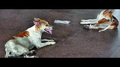 PMC plans to build stray dog feeding zones in all wards