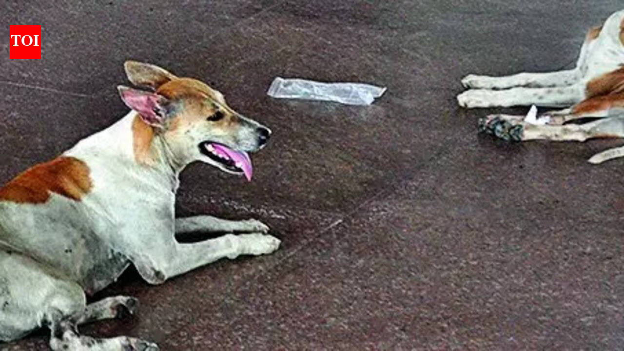 PMC plans to build stray dog feeding zones in all wards