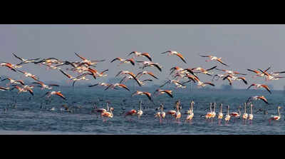 New scheme to carry out eco-restoration work in Chilika lagoon