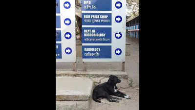 Take away strays, colleges & hosps write to KMC