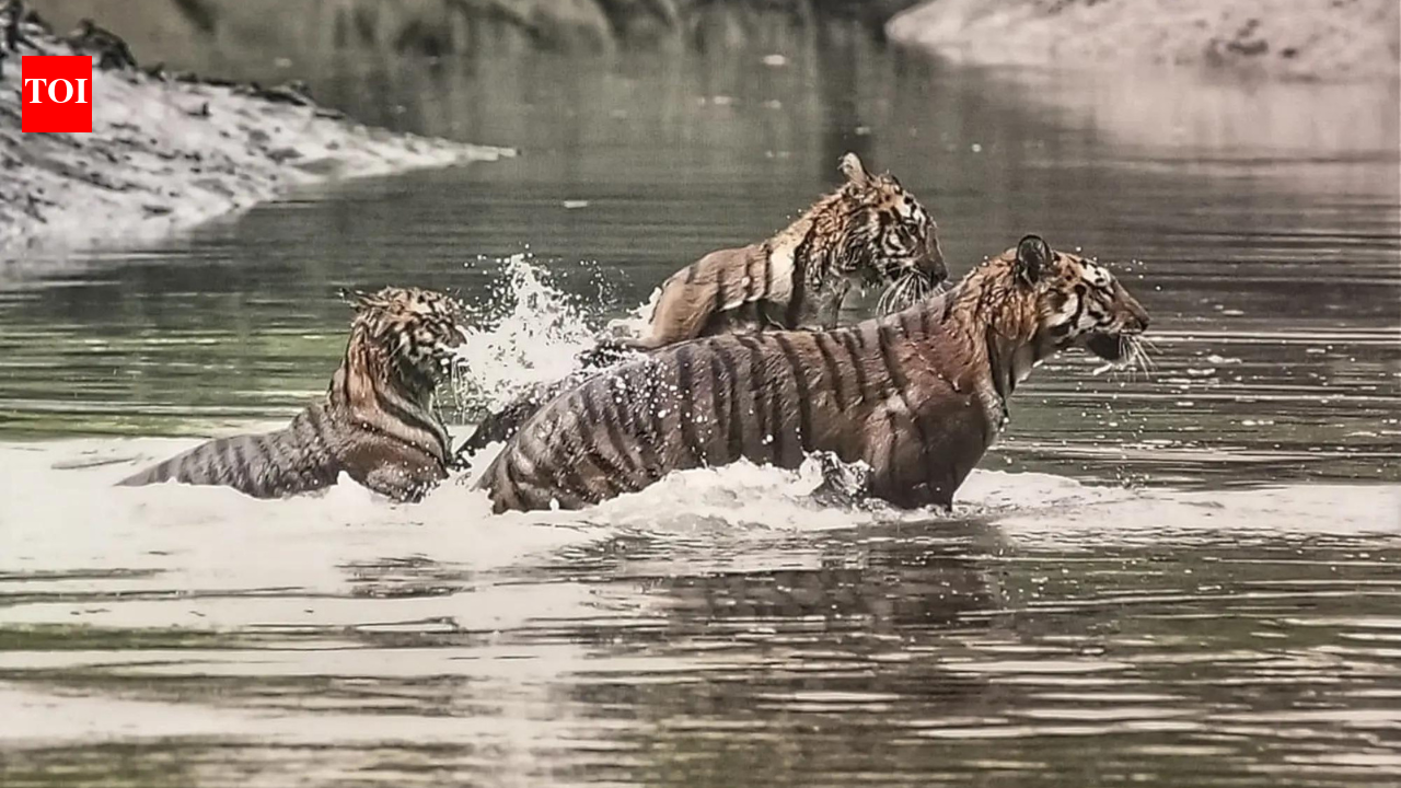 जलवायु परिवर्तन ने सुंदरबन की ‘बाघ विधवाओं’ की मुसीबतें बढ़ाईं |