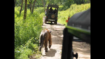 Tiger safari resumption delayed as govt yet to issue guidelines