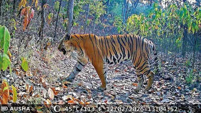 Lone tiger completes one-year stay in Gujarat