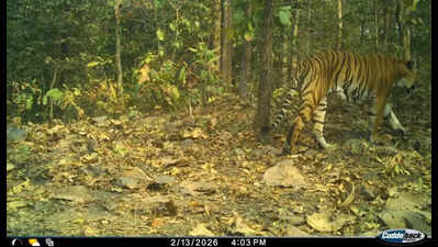 Lone tiger completes one-year stay in Gujarat