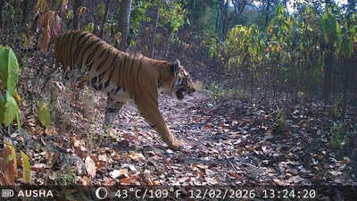 Lone tiger completes one-year stay in Gujarat