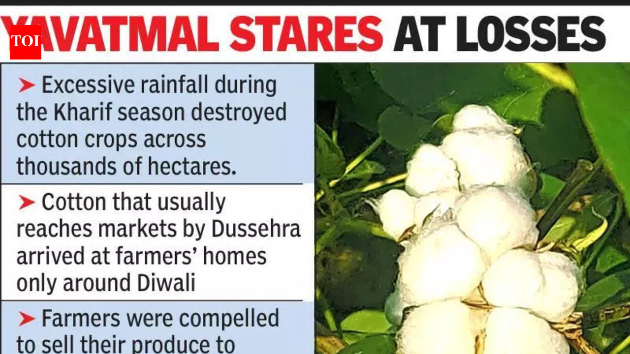 25% cotton still unsold, Yavatmal farmers fear price crash