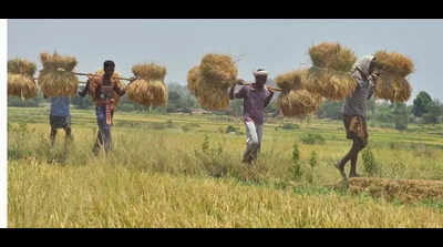 Rs 240cr for grain storage infra